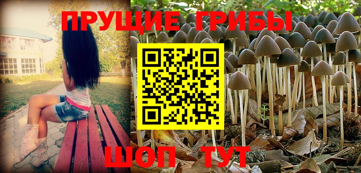 Алатырь  Псилоцибиновые грибы Cubensis  Вход с VPN 
